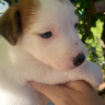 BELLA - Femelle